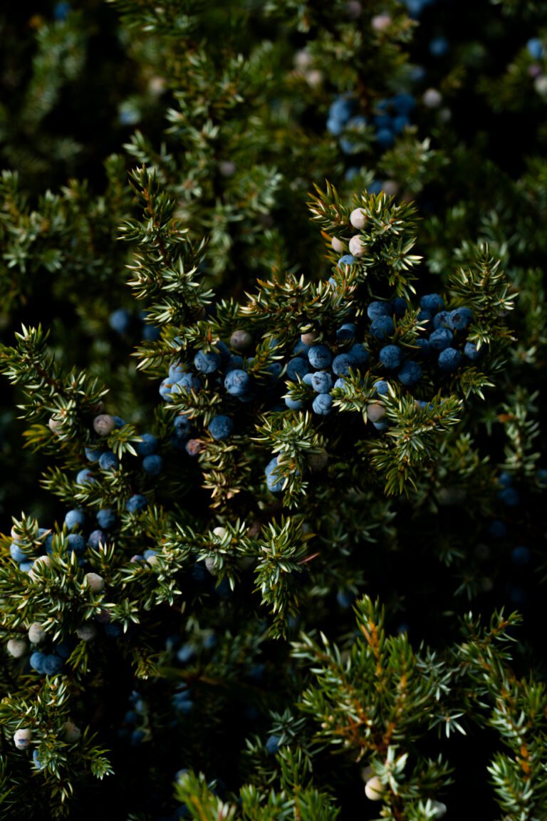 Wanderung Mt. Assiniboine