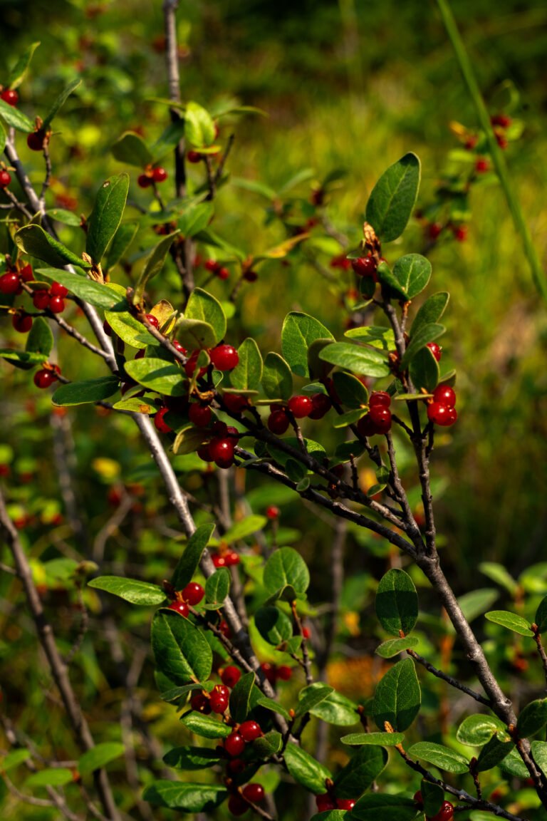 Flora und Fauna Mt. Assiniboine Provincial Park
