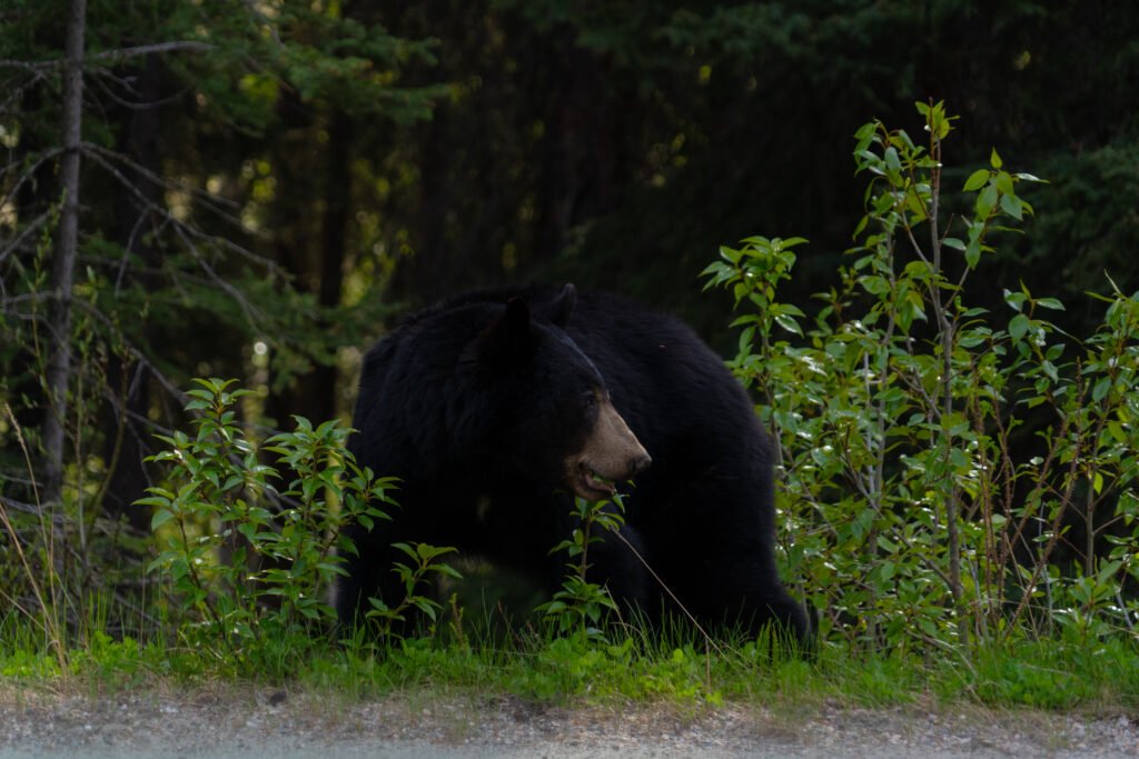 Icefield Parkways Kanada Roadtrip Guide Bär
