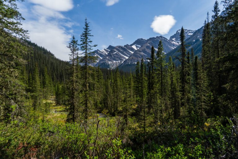 Weg auf dem Jacques Lake Trail im Jasper Nationalpark