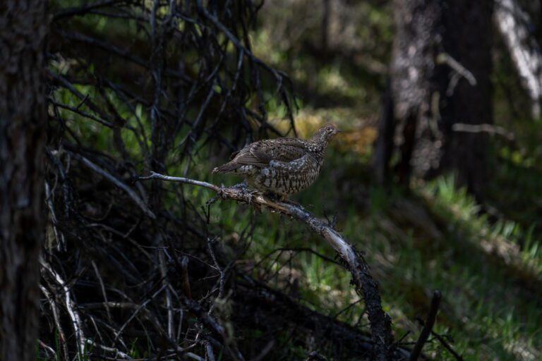Kleine Wachtel am Jacques Lake