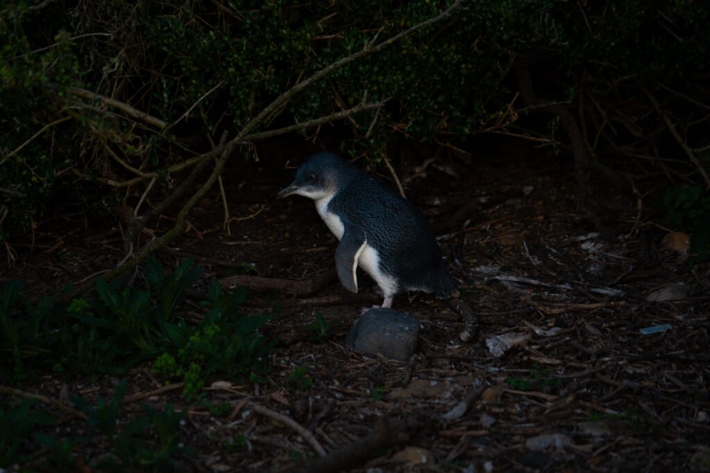 Bruny Island Pinguin