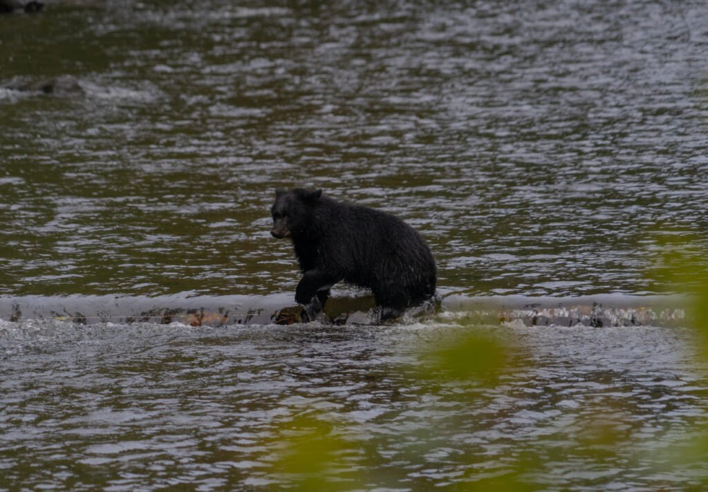 Wildlife Vancouver Island