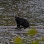 Wildlife Vancouver Island