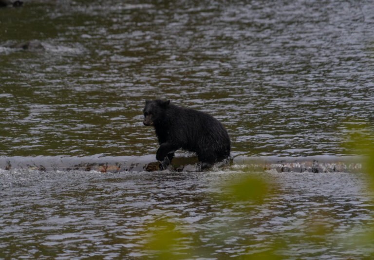 Wildlife Vancouver Island